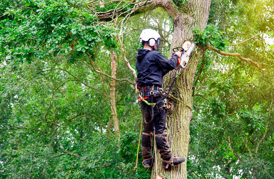 baumkletterer